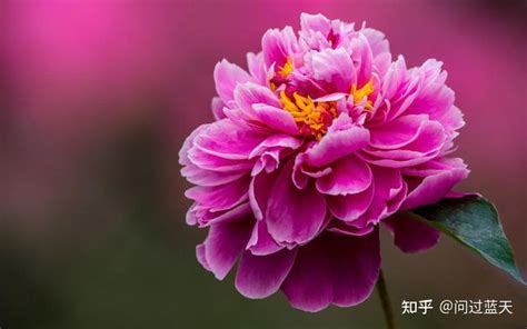 桃花旺女|八字命理中十九种桃花